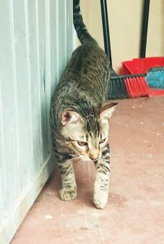 Filou Bild von Filou
