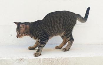 Filou Bild von Filou