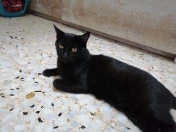 Sombra Bild von Sombra