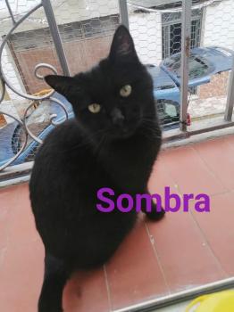 Sombra Bild von Sombra