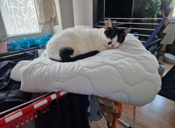 Nana Bild von Nana