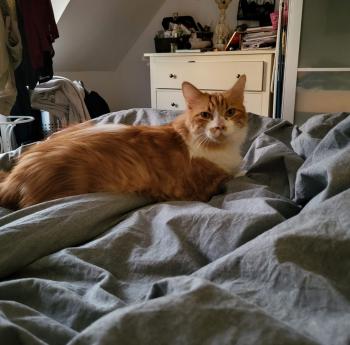 Cheddar Bild von Cheddar
