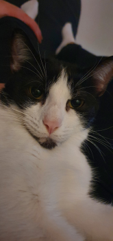 Manchis Bild von Manchis