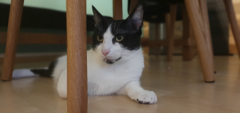 Manchis Bild von Manchis