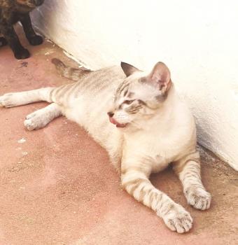 Tao Bild von Tao