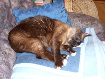 Brownie Bild von Brownie