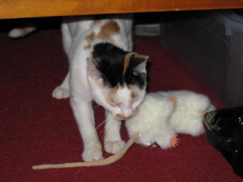 Sodfa Bild von Miss Sodfa