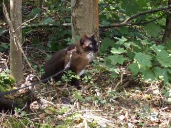 Brownie Bild von Brownie