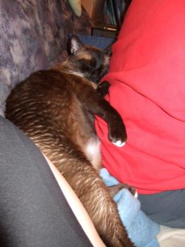 Briownie Bild von Brownie
