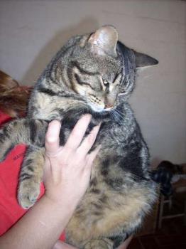 Gordo Bild von Gordo