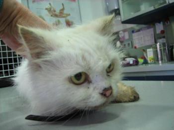 Blanca Bild von Blanca