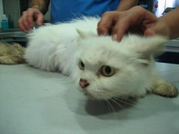 Blanca Bild von Blanca