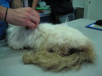 Blanca Bild von Blanca
