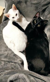 Bagheera Bild von Bagheera