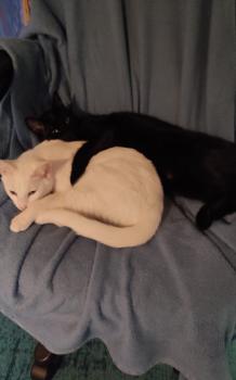 Bagheera Bild von Bagheera