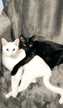 Bagheera Bild von Bagheera