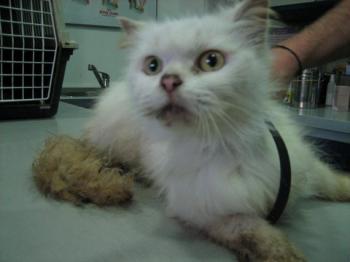 Blanca Bild von Blanca