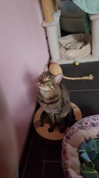 Tigre Bild von Tigre