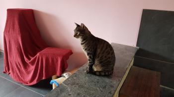 Lazlo Bild von Lazlo