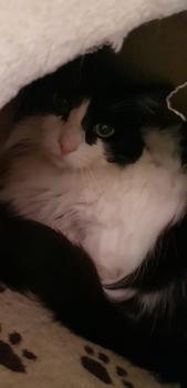 Layla Bild von Layla
