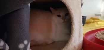 Perla Bild von Perla