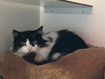 Layla Bild von Layla