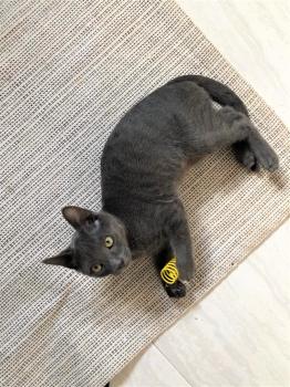Nikolai Bild von Nikolai
