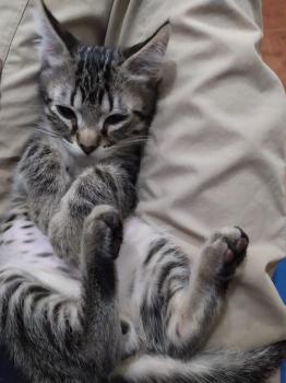 Leoni Bild von Leoni