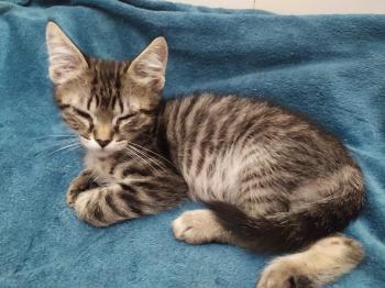 Leoni Bild von Leoni
