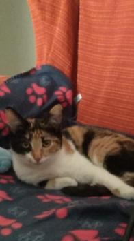 Lilia Bild von Lilia