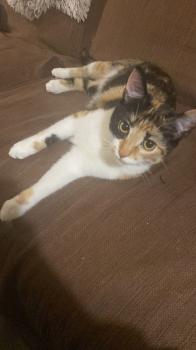 Lilia Bild von Lilia