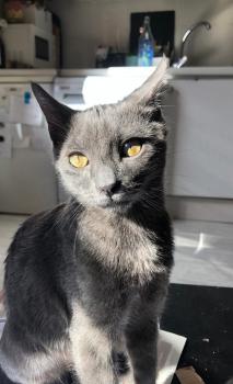 Nikolai Bild von Nikolai
