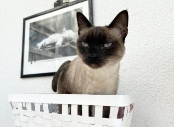 Princess Bild von Princess