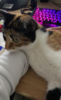 Lilia Bild von Lilia