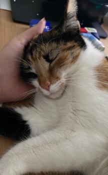 Lilia Bild von Lilia