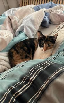 Lilia Bild von Lilia