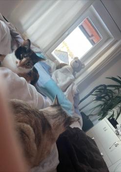 Lilia Bild von Lilia