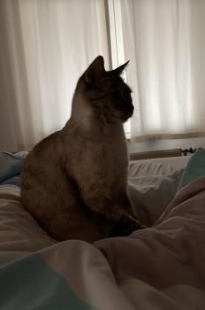 Nata Bild von Nata