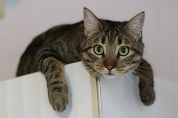 Tigre Bild von Tigre