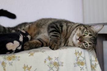 Tigre Bild von Tigre