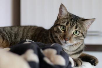 Tigre Bild von Tigre
