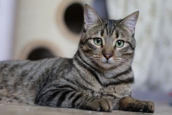 Tigre Bild von Tigre