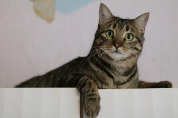 Tigre Bild von Tigre