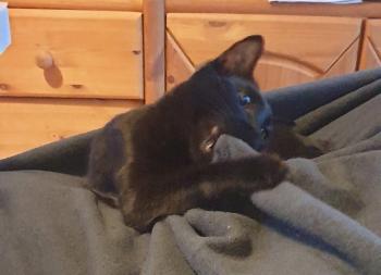 Bagheera Bild von Bagheera