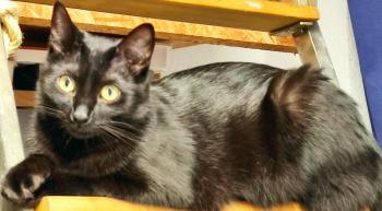 Bagheera Bild von Bagheera