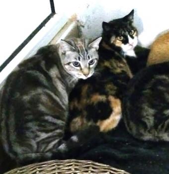 Babette Bild von Babette