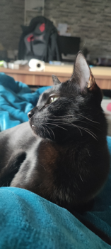 Peludito Bild von Peludito