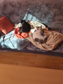 Babush Bild von Babush
