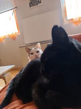 Babush Bild von Babush