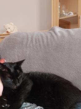Babush Bild von Babush